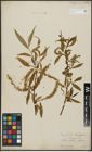 Foto von Salix alba L. x Salix fragilis L.